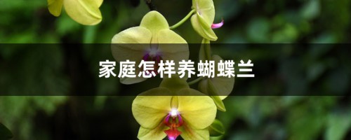 家庭怎样养蝴蝶兰，不长花剑怎么办