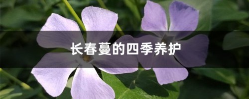 长春蔓的四季养护